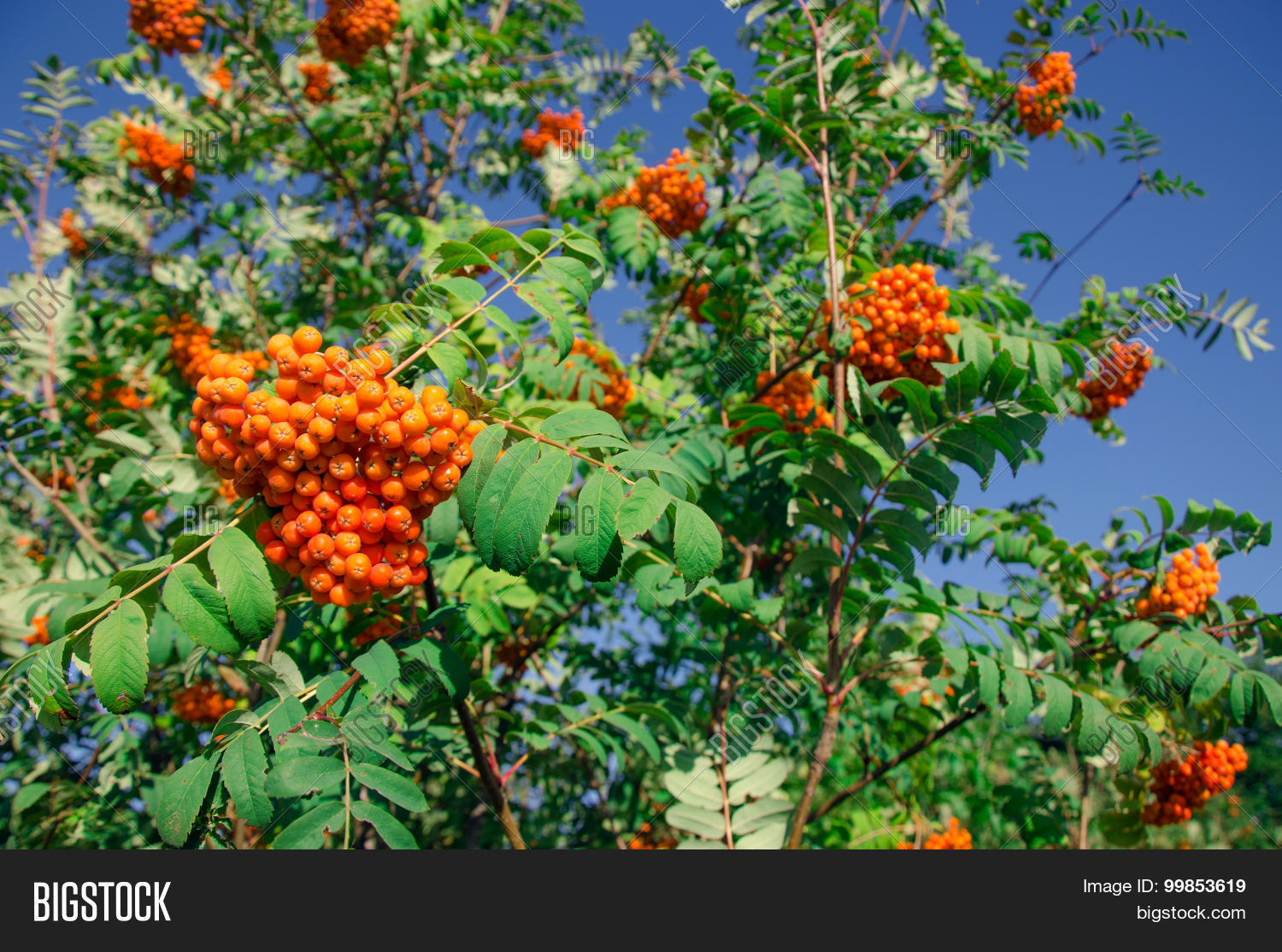 Image Preview