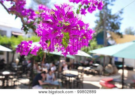 closeup of some purple bougainvillea flowers in a patio in Ibiza Island, Spain