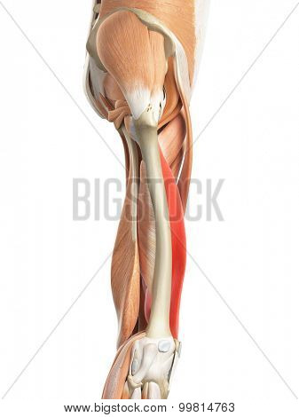 medically accurate illustration of the vastus medialis