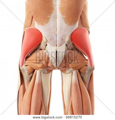 medically accurate illustration of the