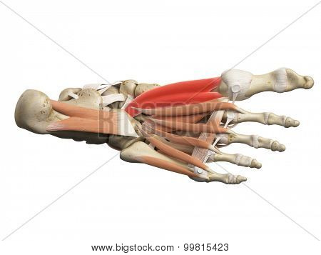 medically accurate illustration of the flexor hallucis brevis