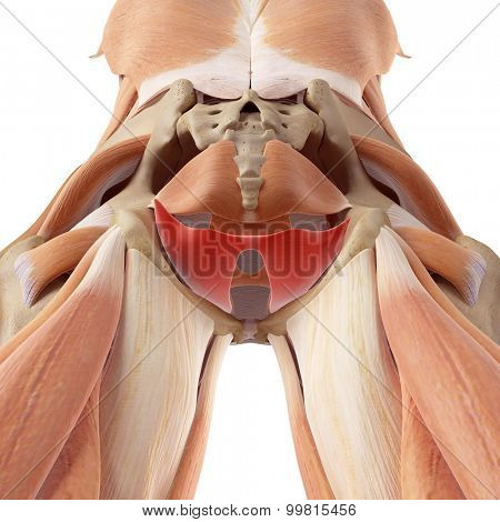 medically accurate illustration of the coccygeus
