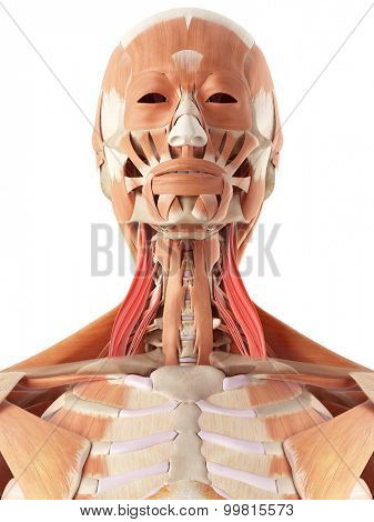 medically accurate illustration of the middle scalene
