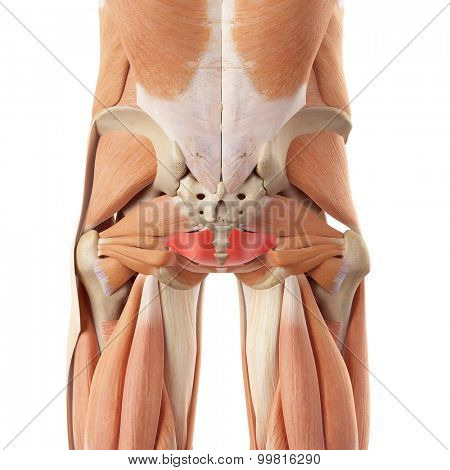 medically accurate illustration of the iliococcygeus