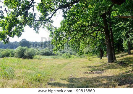 Park At Summer.