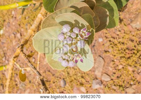 Calotropis procera (Asclepiadaceae) in south region of Morocco