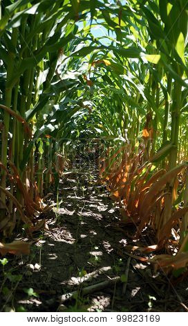 Between Rows of Corn