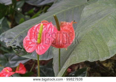 Spadix