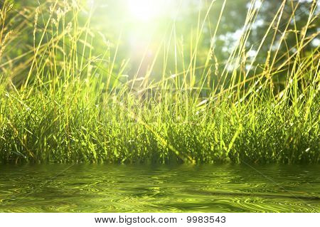 静かな湖の上の美しい緑の草