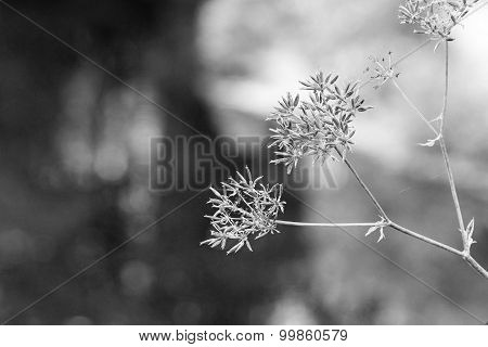 The Wild Abstract Blossoming Of Monochrome Tone