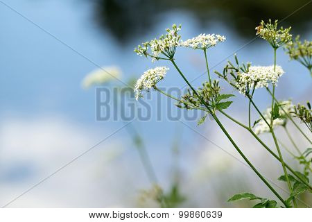 The Wild Small Blossoming White Flowers