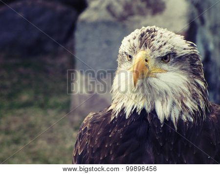 Fury