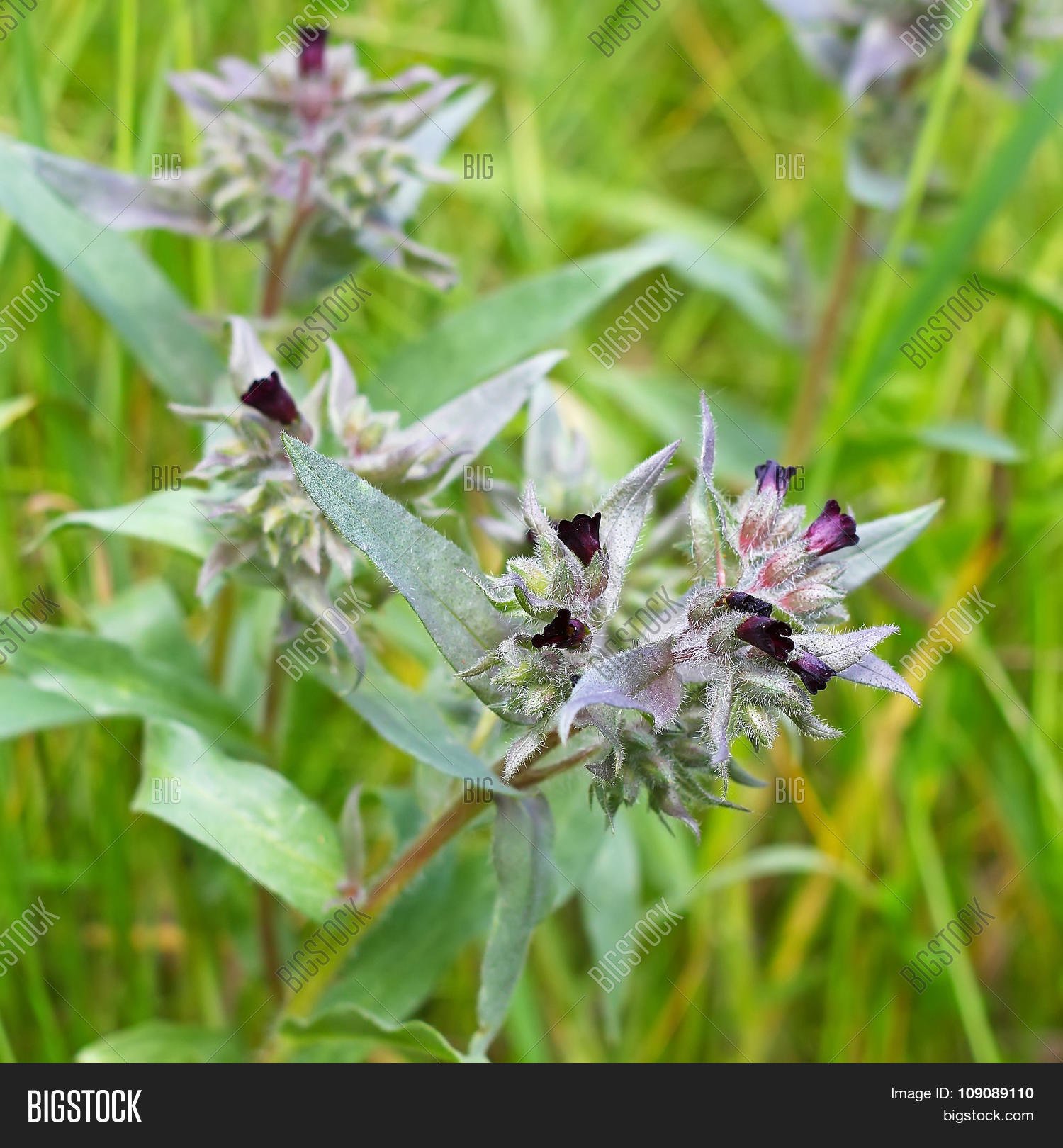Нонея темно-бурая (nonea pulla вс. Нонея растение. ). Нонея бурая. Нонея тёмно-бурая.