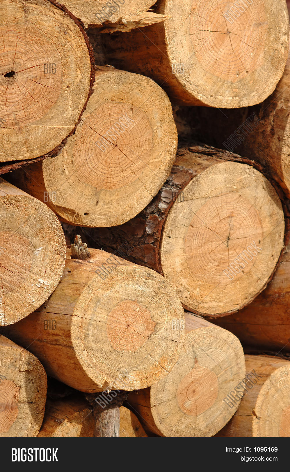 Freshly Cut Lumber Image & Photo (Free Trial) Bigstock