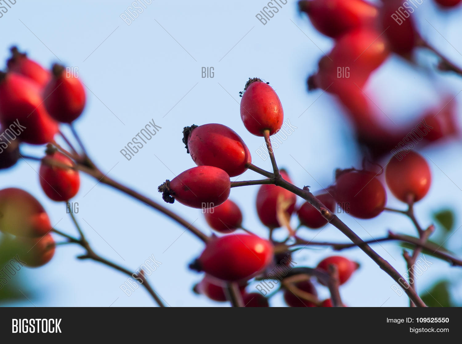 Berry Wild Rose On Image & Photo (Free Trial) Bigstock