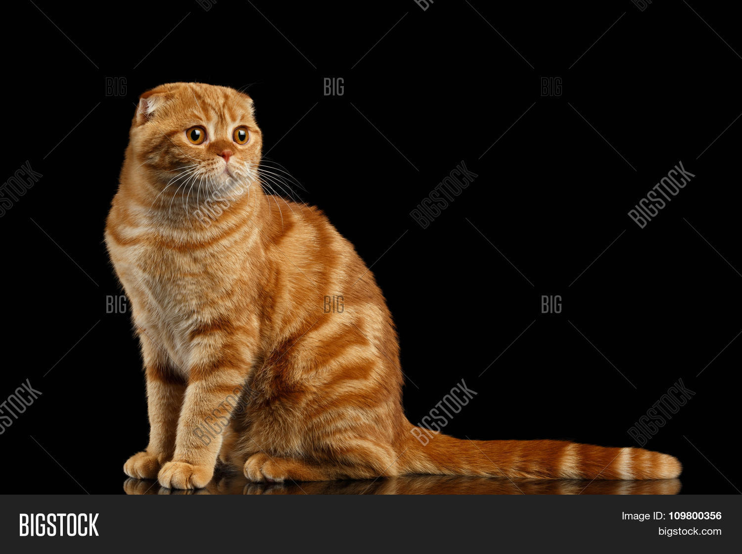 Ginger scottish Telegraph