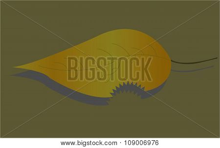 the leaf