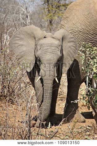 Baby Elephant