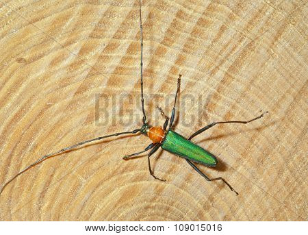 Beetle (chloridolum Sieversi)