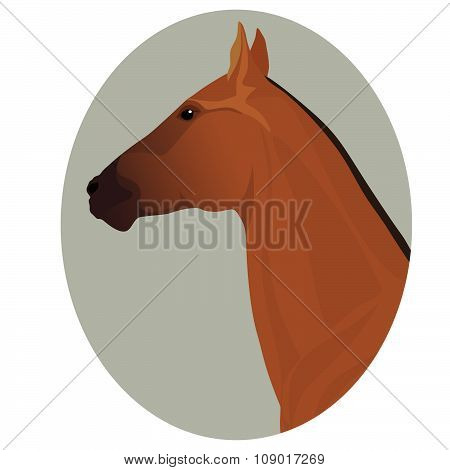 Golden akhal-teke stallion portrait in the frame