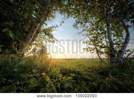 Strawberry and birch