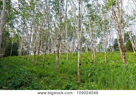 Rubber Tree Plantation In Thailand