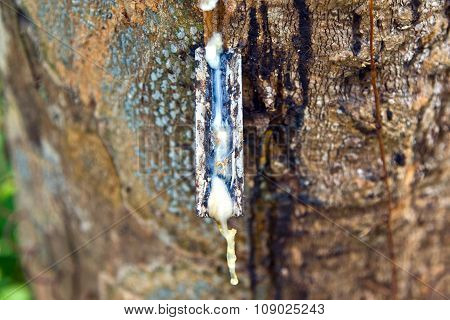 Rubber Tree Plantation In Thailand