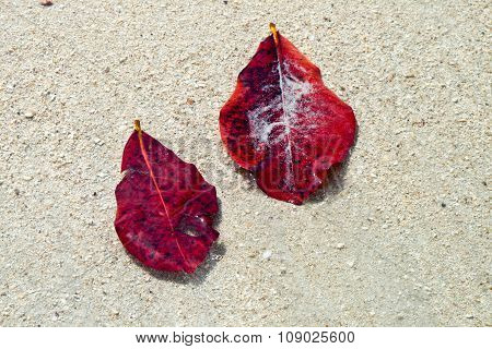 Structure Of Leave Remaining On A Sandy White Beach