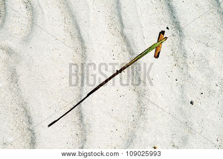Structure Of Leave Remaining On A Sandy White Beach