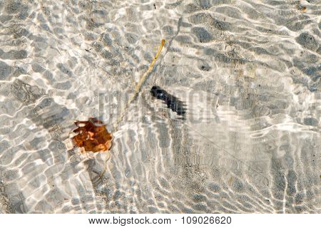 Structure Of Leave Remaining On A Sandy White Beach