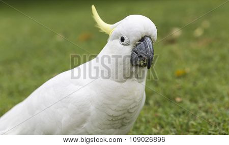 Sulphur-crested Cockatoo (cacatua Galerita)