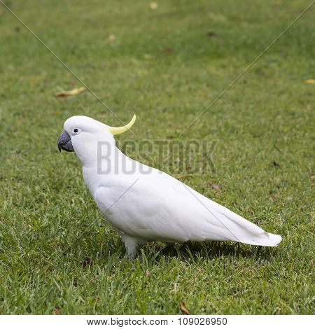 Sulphur-crested Cockatoo (cacatua Galerita)