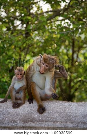 Monkey In Sri Lanka, Toque Macaque.