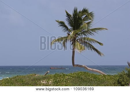 vacation, tropics, sea, palm trees, the sun - a paradise on earth.