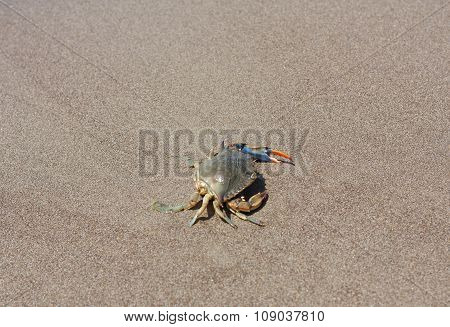 Blue Crab, Callinectes Sapidus In Sand Photo