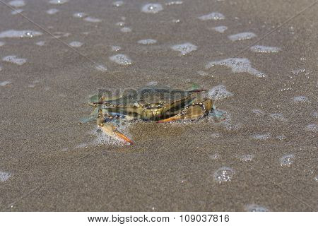 Blue Crab, Callinectes Sapidus In Sand Photo