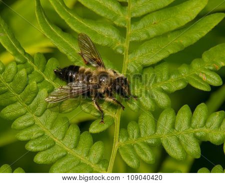 Robber Fly