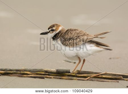 Wilson's Plover
