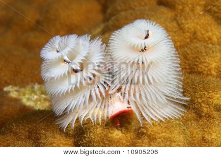 크리스마스 트리 웜 (Spirobranchus giganteus)