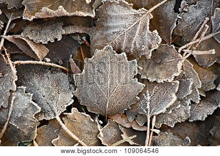 Fallen leaves forzen on the ground
