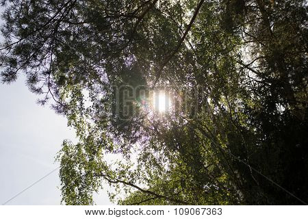 Bright sun in the forest