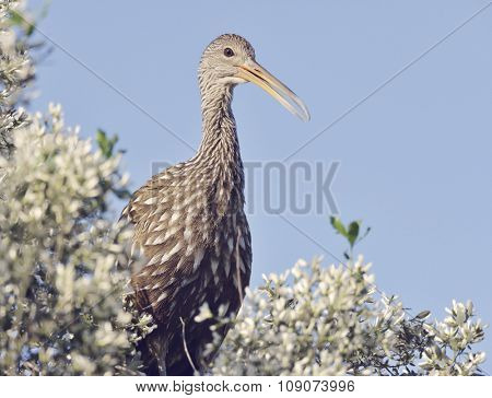 Limpkin Bird Perching Against Blue Sky