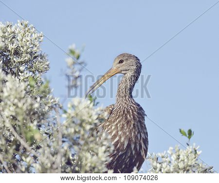 Limpkin Bird Perching Against Blue Sky