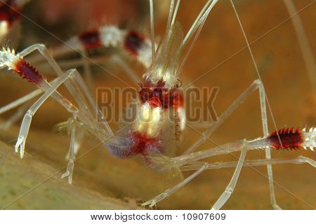 Stribede Coral rejer (Stenopus hispidus)