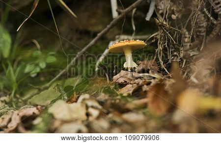 Beautiful mushroom on grass forest covered by some leafs