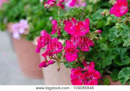 Pink Geraniums Blooming