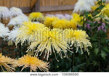 Japanese Chrysanthemums On Display At The Naritasan Shin Shoji Temple In Narita, Japan