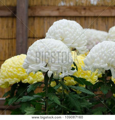 Japanese Chrysanthemums On Display At The Naritasan Shin Shoji Temple In Narita, Japan