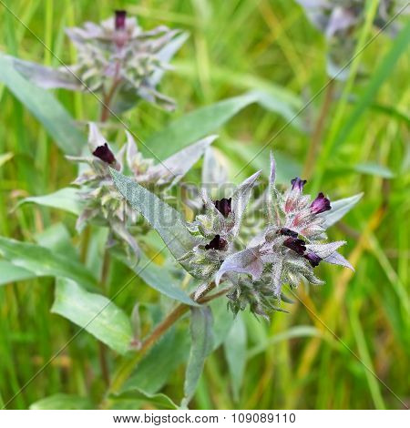 Nanea dark brown (Nonea rossica). Flowering plant