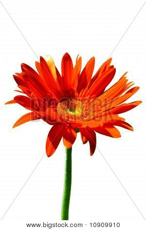 Kırmızı Gerbera çiçek.